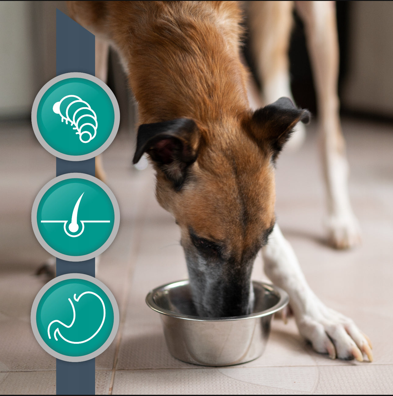 VET EXPERT HYPOALLERGENIC INSECT våtfôr 6x400g – hypoallergenisk hundemat med insektprotein, kornfri og skånsom for sensitiv mage. Veterinærgodkjent spesialfôr for hunder med allergi og matintoleranse.