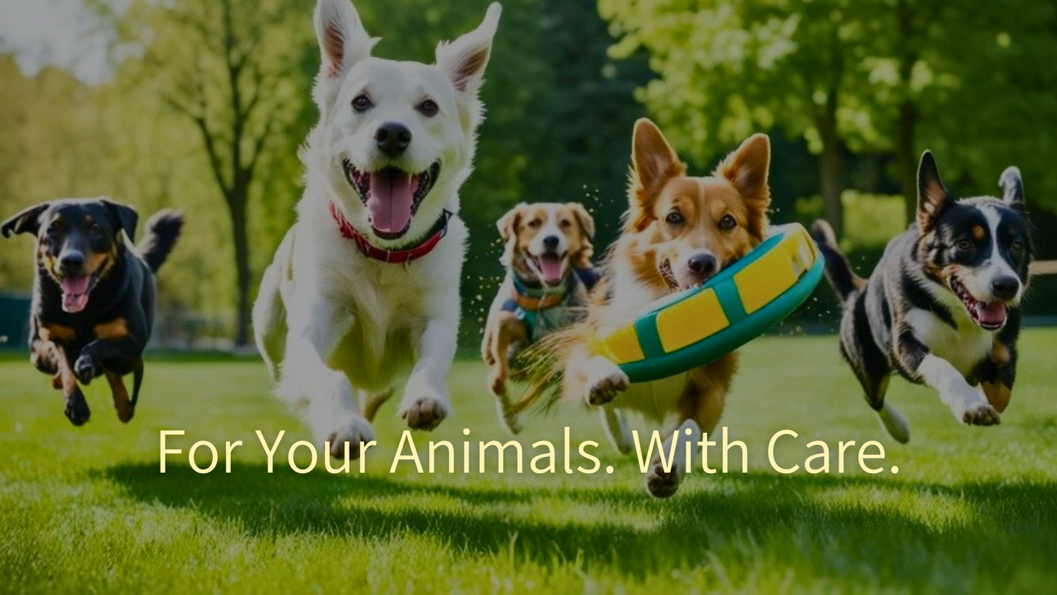 Fire glade hunder som leker i parken med en frisbee – oppdag slitesterke og morsomme hundeleker hos Boska Animals. For Your Animals. With Care.